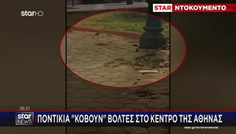 Ποντίκια «Κόβουν» Βόλτες Στο Κέντρο Της Αθήνας - Βίντεο