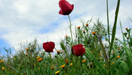 Καιρός: Μετά Τα 30αρια... Χειμωνιάτικη Φωτοβολίδα