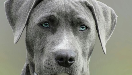 'Ελα Στο Μεγαλύτερο Φεστιβάλ Φιλοζωίας