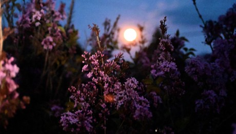 Σήμερα Η Ροζ Πανσέληνος