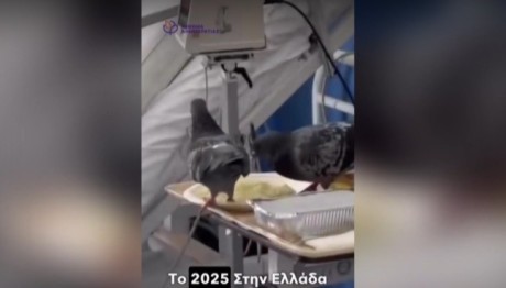 Βίντεο: Περιστέρι Τρώει Φαγητό Ασθενή Σε Δημόσιο Νοσοκομείο