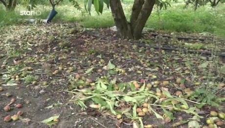 Τύρναβος - Φάρσαλα: Μεγάλες Καταστροφές Από Το Χαλάζι