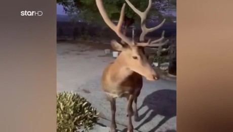 SOS Για Το Κόκκινο Ελάφι Της Πάρνηθας
