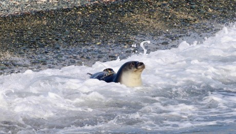 Πάφος: O «Παναγής» Επέστρεψε Στο Θαλάσσιο Σπίτι Του
