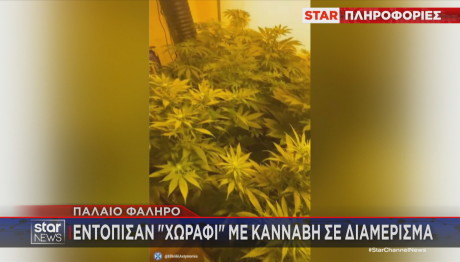 Χωράφι με κάνναβη σε διαμέρισμα στο Παλαιό Φάληρο