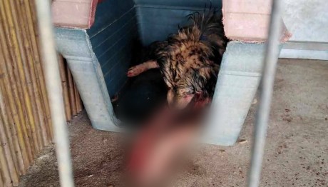 Κορωπί: Καταγγελία Για Κακοποίηση Ζώων