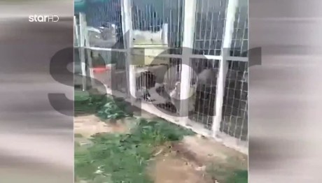 Κορωπί: Εικόνες Φρίκης Σε Χώρο Φιλοξενίας Αδέσποτων Ζώων