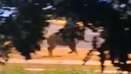 Ραφήνα: Αγριογούρουνο Τρέχει Στη Μέση Του Δρόμου