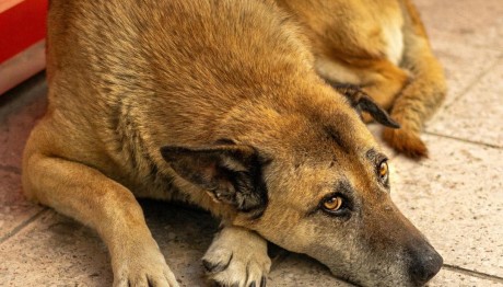 Διαπληκτίστηκαν Για Αδέσποτο Σκύλο Και Τους Έριξε Βενζίνη