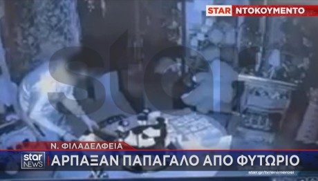 κλοπή παπαγάλου