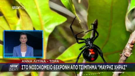 Αγρίνιο: Στο νοσοκομείο 65χρονη μετά από τσίμπημα αράχνης «μαύρης χήρας»