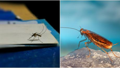 Απωθήστε Κουνούπια & Κατσαρίδες Με Το Πάτημα Ενός Κουμπιού