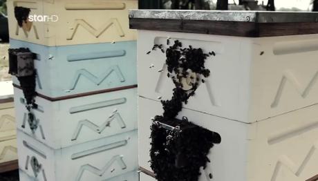 Νέο Σκάνδαλο Επιδοτήσεων Με «Μαϊμού» Μελίσσια