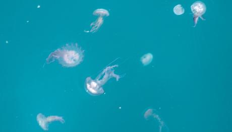 Μωβ Μέδουσες: Πού Είναι Σε Έξαρση - Δείτε Χάρτη