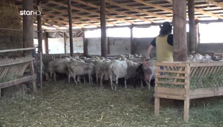 Θεσσαλία: Nέα Έξαρση Ευλογιάς Στα Αιγοπρόβατα