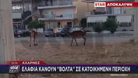 Κόκκινα Ελάφια: Μόλις 34 Έχουν Απομείνει Στην Πάρνηθα
