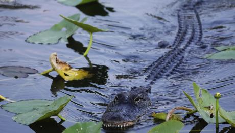 Τραμπ: Φτιάχνει Φυλακή Με Αλιγάτορες Για Μετανάστες