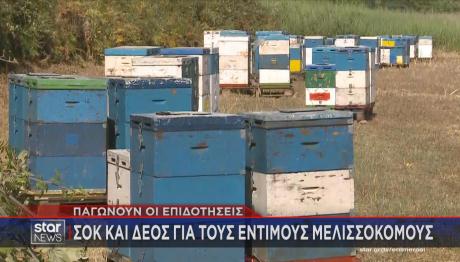 Μελίσσια πάγωσαν οι επιδοτήσεις