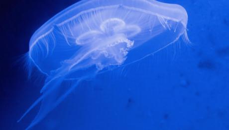 Σε Έξαρση Οι Μωβ Μέδουσες: Πού Εντοπίζονται & Τα Συμπτώματα