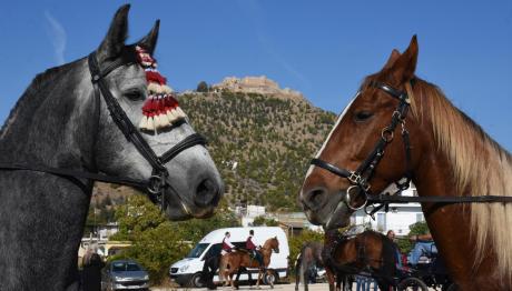 Λέσβος: 20χρονος Τραυματίστηκε Από Άλογο Στο Κεφάλι