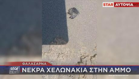 Φαλάσαρνα