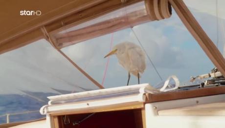 Route 360: Ένας Απρόσμενος Επισκέπτης Στο Σκάφος