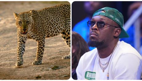 Eίναι ο Μπολτ πιο γρήγορος από ένα τσιτάχ;