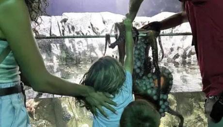 Tέξας - χταπόδι