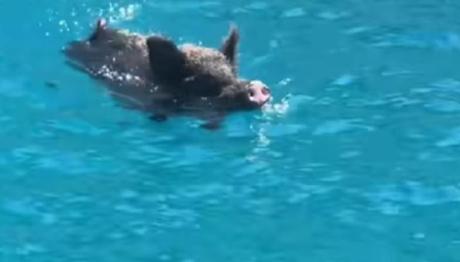 Ιθάκη: Αγριογούρουνο Πήρε Στο Κυνήγι Τουρίστριες Στη Θάλασσα