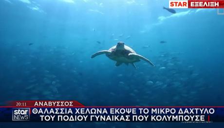 ΘΑΛΑΣΣΙΑ ΧΕΛΩΝΑ – ΘΑΛΑΣΣΑ - ΤΡΑΥΜΑΤΙΣΜΟΣ - ΑΝΑΒΥΣΣΟΣ