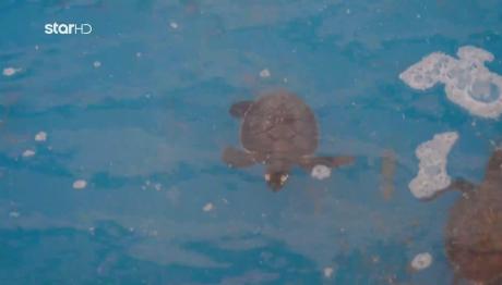 Route 360: Μια Ξεχωριστή Επίσκεψη Στο Καταφύγιο Χελωνών