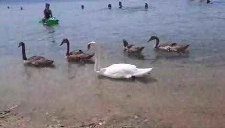 Αγιόκαμπος: Οικογένεια κύκνων στην παραλία μαζί με τους λουόμενους