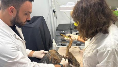 Όμιλος Επιχειρήσεων Σαρακάκη: Διασώζει τα άγρια ζώα