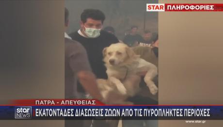 Πάτρα: Συγκινητικές Διασώσεις Ζώων Από Τις Φωτιές
