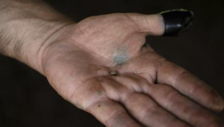 σαρκοφάγο παράσιτο screwworm