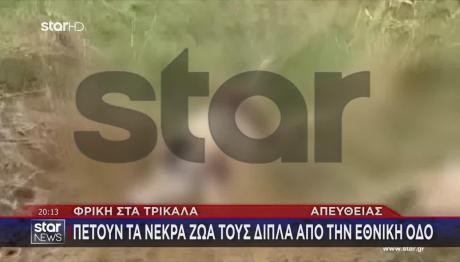 Φρίκη Στα Τρίκαλα: Πετούν Νεκρά Ζώα Δίπλα Στην Εθνική Οδό