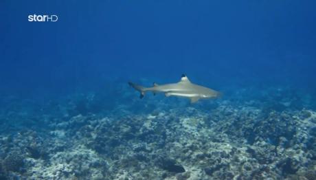 Route360: Βάσω Και Γιάννης Κολυμπούν Ανάμεσα Σε Καρχαρίες!