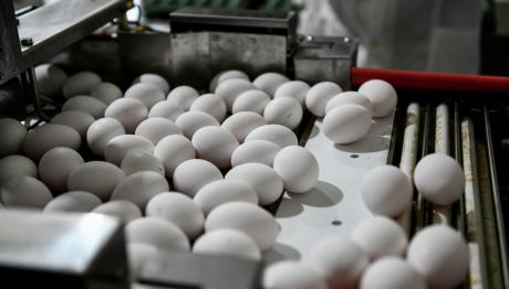 Μολυσμένα Αυγά: Πιθανόν Να Έχουν Διοχετευτεί Στην Αγορά