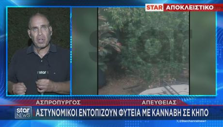 φυτεία κάνναβης στον Ασπρόπυργο