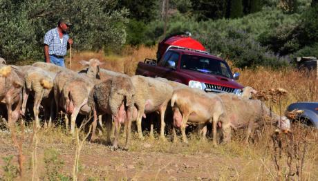 Ευλογιά Αιγοπροβάτων: Μέτρα 10 Ημερών Για Αποφυγή Lockdown