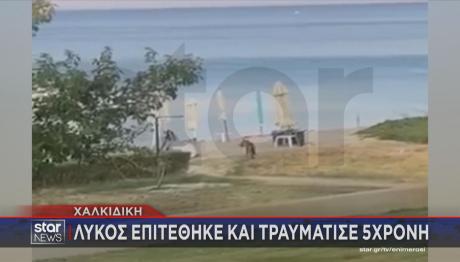 λύκος στην παραλία Χαλκιδική
