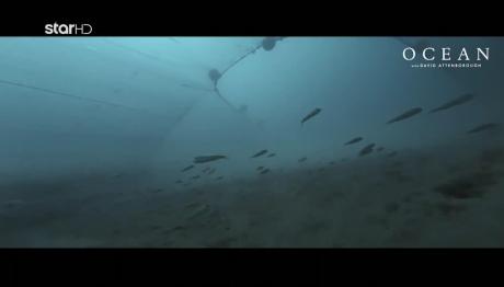 OCEAN: Το Ντοκιμαντέρ Για Την Καταστροφή Της Θαλάσσιας Ζωής