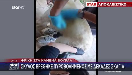 Φρίκη Στα Καμένα Βούρλα: Σκύλος Βρέθηκε Πυροβολημένος