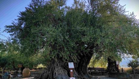Γηραιότερη Ελιά Της Πελοποννήσου