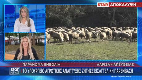 πρόβατα ευλογιά