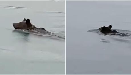 Κοζάνη: Αρκούδα Κολυμπά Στη Λίμνη Πολυφύτου - Βίντεο