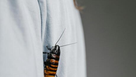 Έβαλε Φωτιά Στο Σπίτι Της Προσπαθώντας Να Σκοτώσει Κατσαρίδα