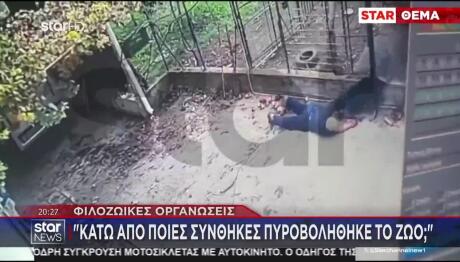 Επίθεση Ροτβάιλερ Στην Καλαμάτα -  Κατατέθηκε Μήνυση