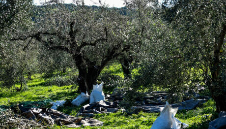 Ελαιοκομικό Μητρώο: Πώς Γίνεται Η Δήλωση - Τα Δικαιολογητικά