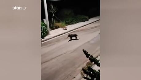 Νέος Βουτζάς: Κυνηγούσαν Αγριογούρουνα Ανάμεσα Σε Σπίτια!